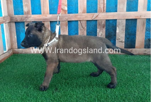 --malinois-37_10