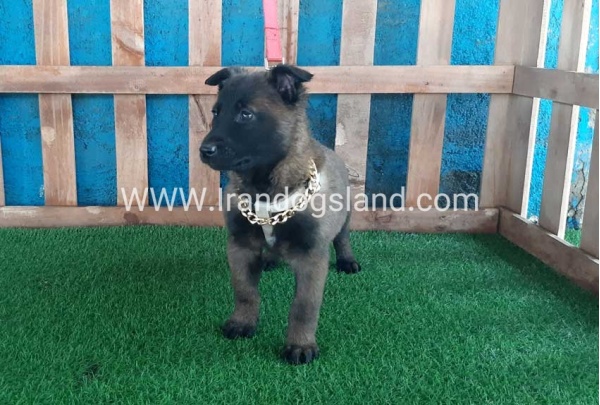 --malinois-37_11