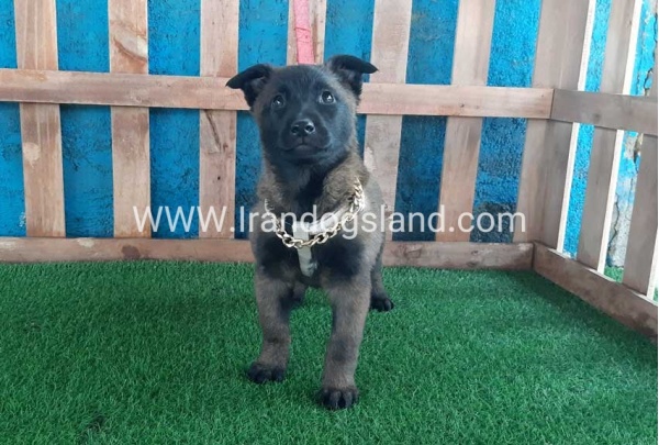 --malinois-37_12