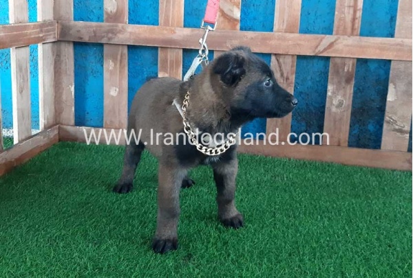 --malinois-37_2