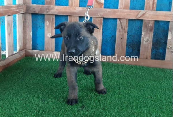 --malinois-37_3