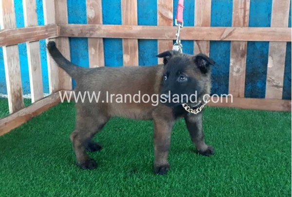 --malinois-37_5