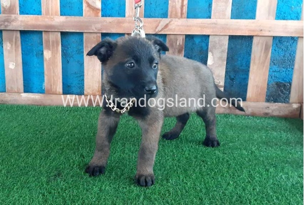 --malinois-37_6