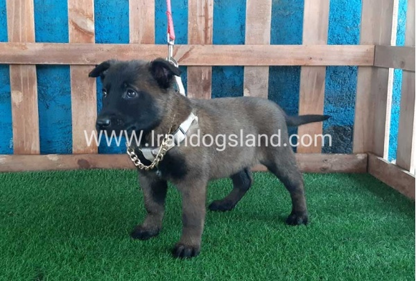 --malinois-37_7