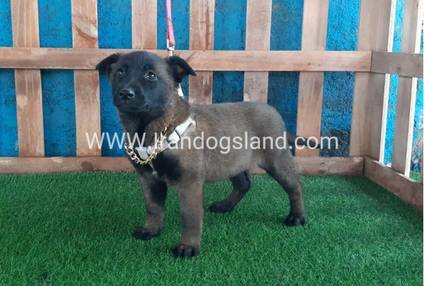 --malinois-37_8