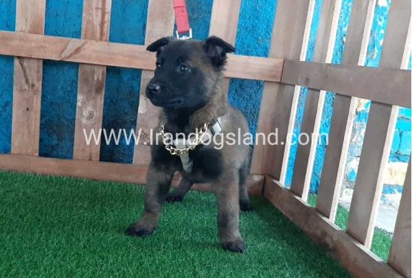 --malinois-37_9
