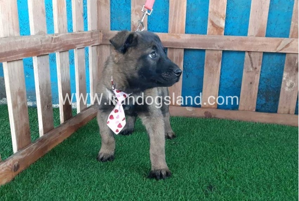 --malinois-38_1