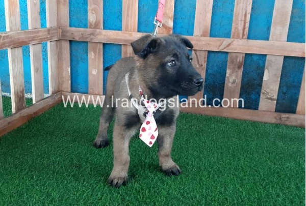 --malinois-38_2