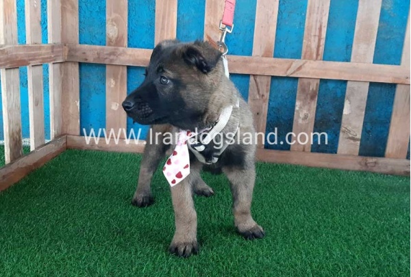 --malinois-38_3