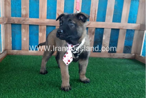 --malinois-38_4