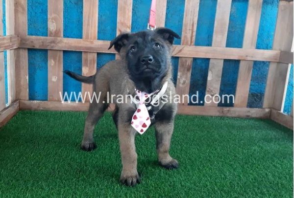 --malinois-38_5