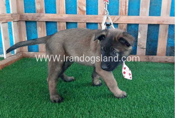--malinois-38_6
