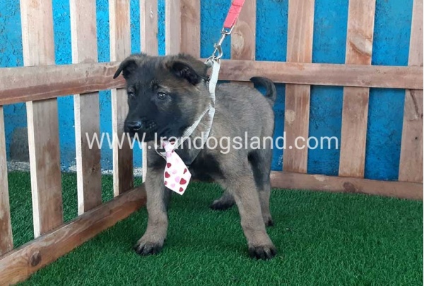 --malinois-38_7