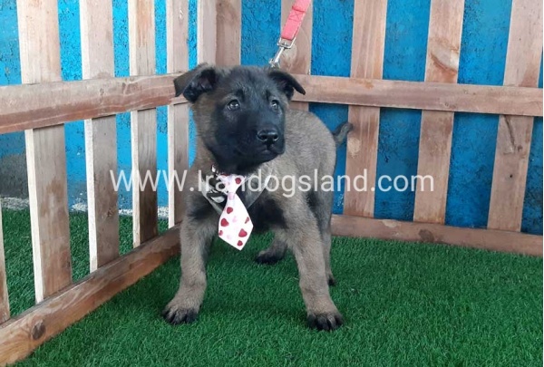 --malinois-38_8