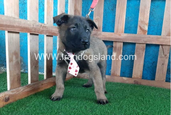 --malinois-38_9