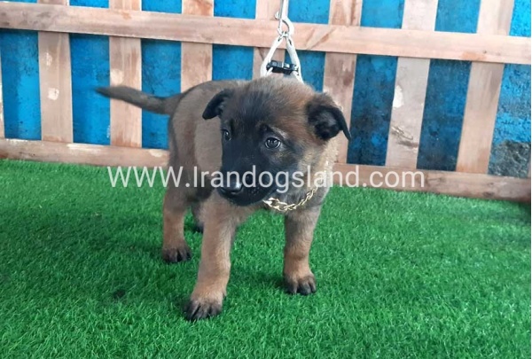 --malinois-39_1