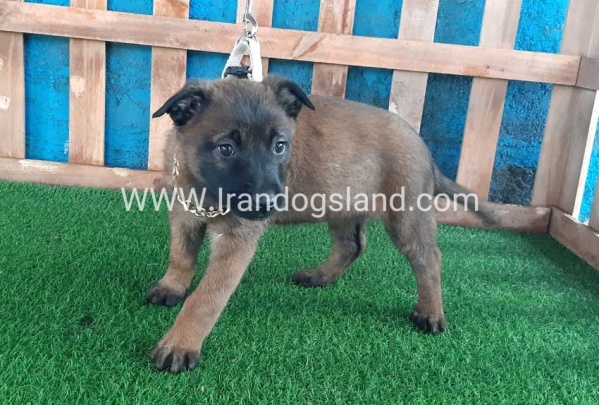 --malinois-39_2