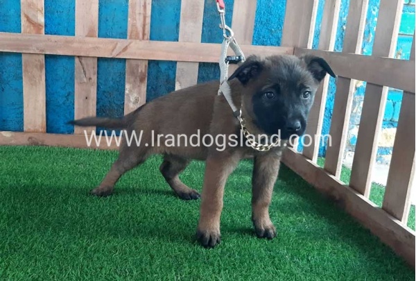 --malinois-39_3