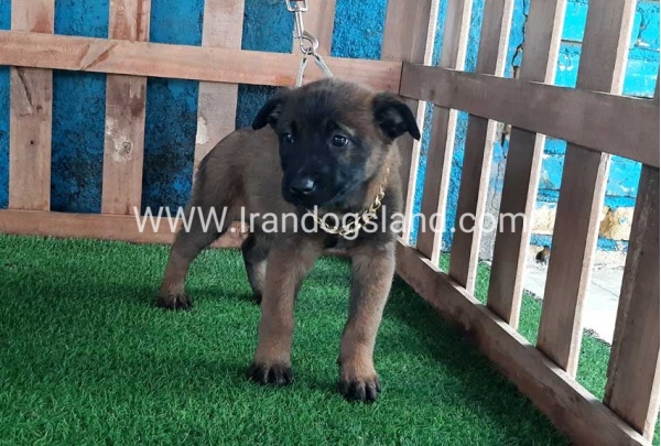 --malinois-39_4