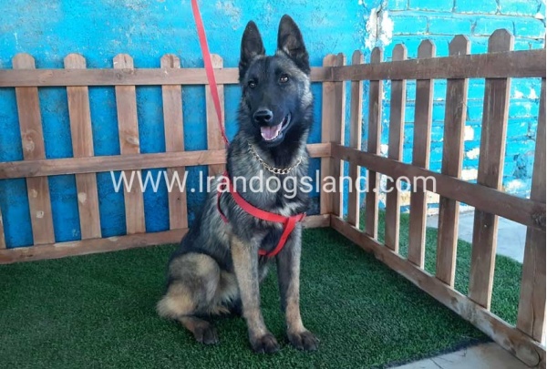 --malinois-40_1