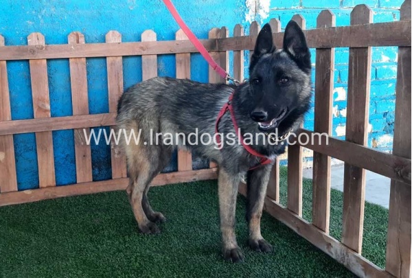 --malinois-40_2