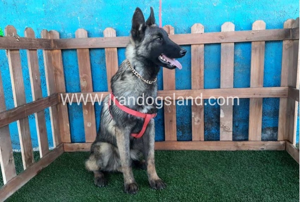 --malinois-40_3