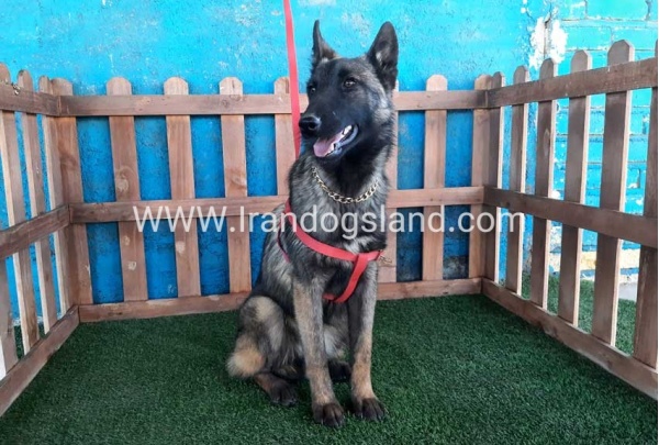 --malinois-40_4