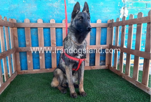 --malinois-40_5