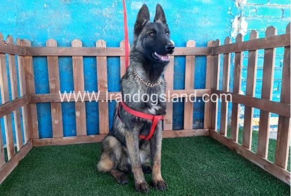 --malinois-40_6