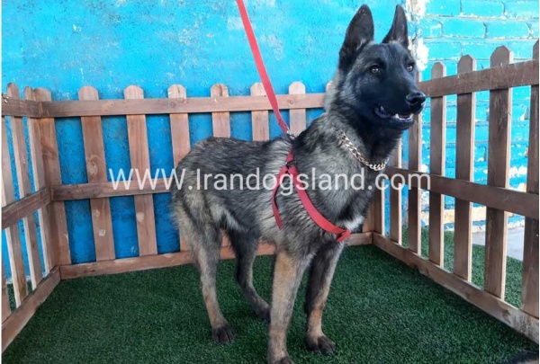--malinois-40_7