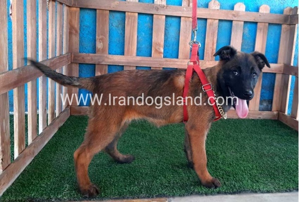 --malinois-42_1