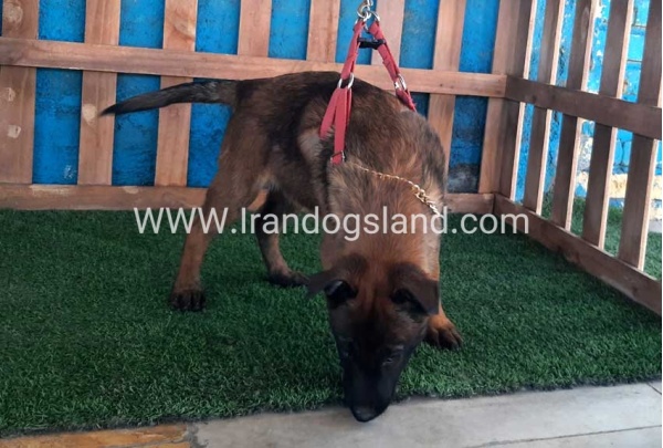 --malinois-42_2