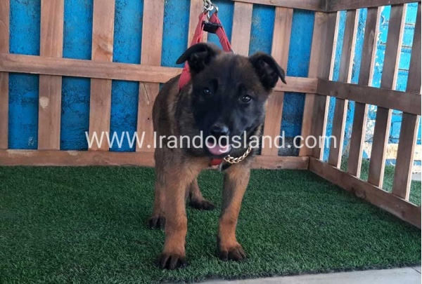 --malinois-42_3