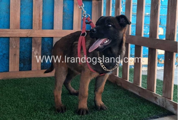 --malinois-42_4