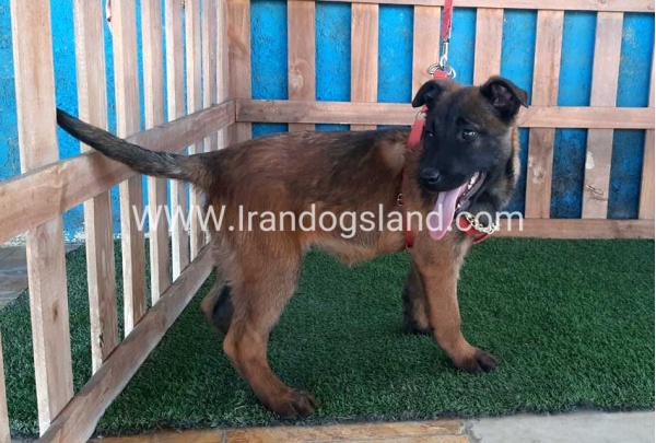 --malinois-42_5
