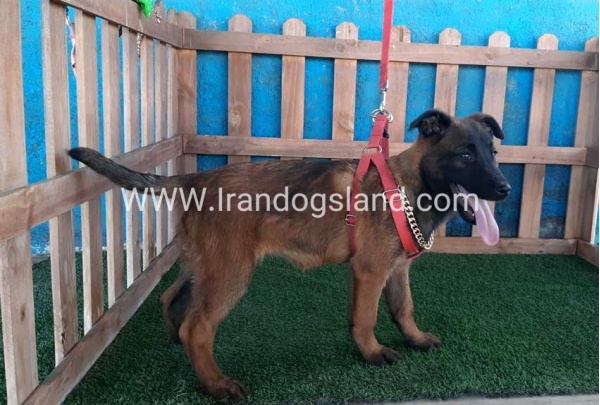 --malinois-42_6