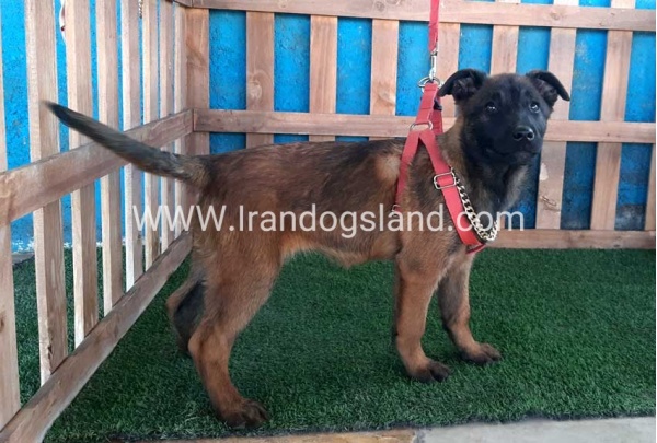 --malinois-42_7