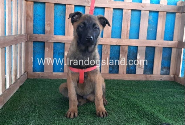--malinois-43_1