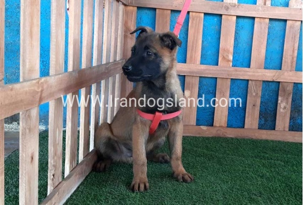 --malinois-43_10