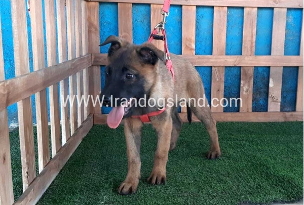 --malinois-43_11