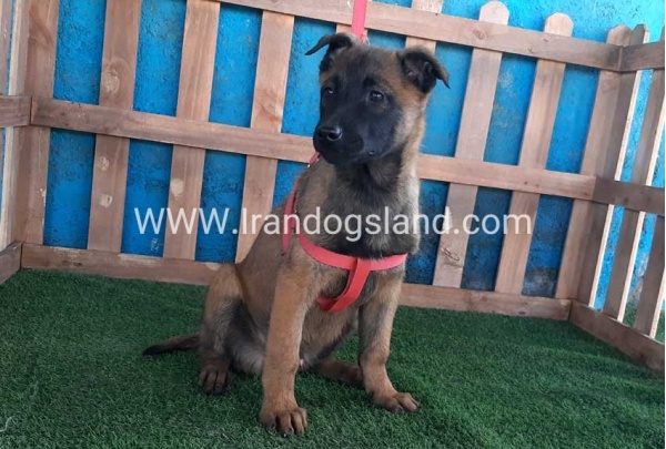 --malinois-43_12