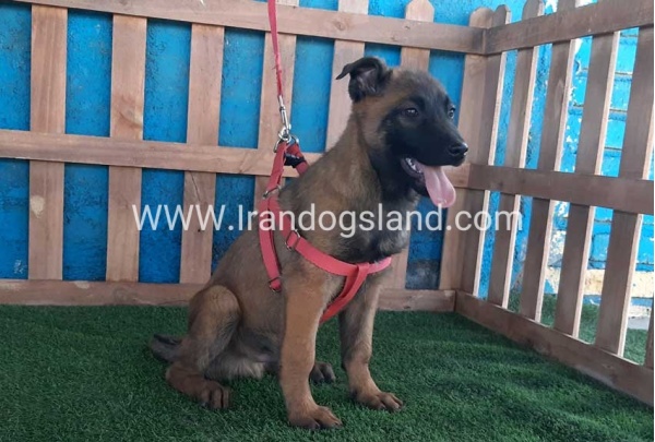--malinois-43_2