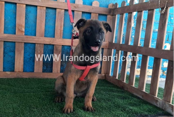 --malinois-43_3