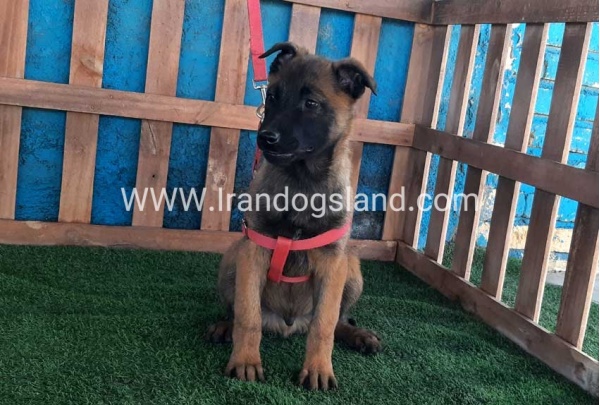 --malinois-43_4