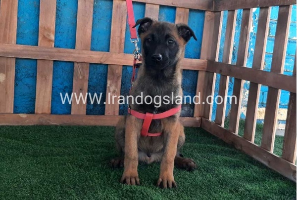 --malinois-43_5
