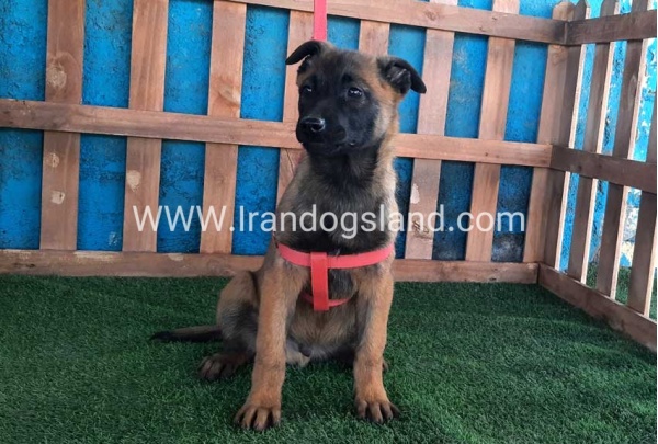 --malinois-43_6