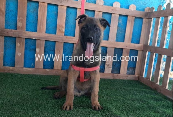 --malinois-43_7