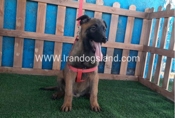 --malinois-43_8