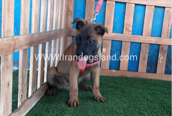 --malinois-43_9