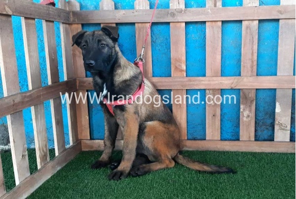 --malinois-45_1